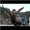 Image 5 : 4 Days Beceite Ibex Hunt & Wine Tasting in Spain for 2 Hunters and 2 Non-hunters.
