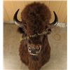 Image 1 : Excellent Buffalo Shoulder Mount
