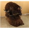 Image 2 : Excellent Buffalo Shoulder Mount