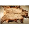 Image 1 : Large Elk Hide