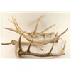 Image 1 : Lot of 5 Antlers