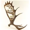 Image 1 : Gorgeous Faux Moose Antler Decorator