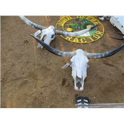 LONG HORN SKULL