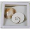 Image 1 : 120) NATURAL SHIVA'S EYE 2PCS 20CT NO TREATMENT