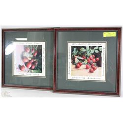 LOT OF 2 NEW FRAMED FRUIT PICTURES 15"X15" EACH
