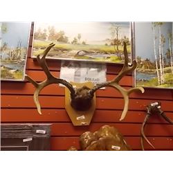 SET OF ANTLERS