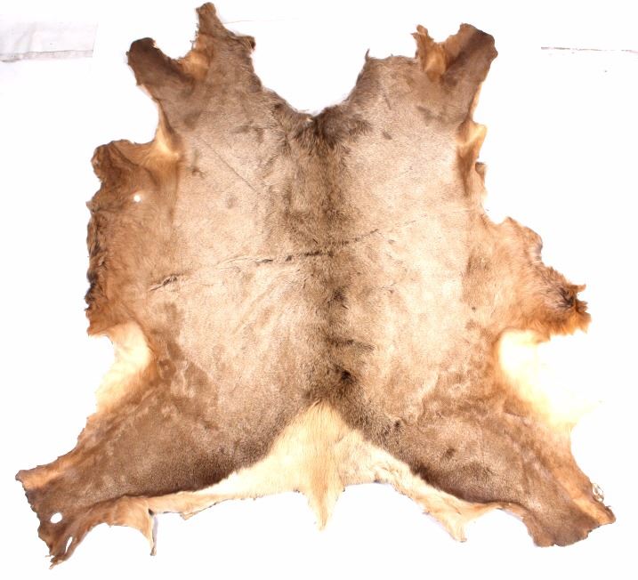 Montana Tanned Elk Hide