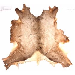 Montana Tanned Elk Hide