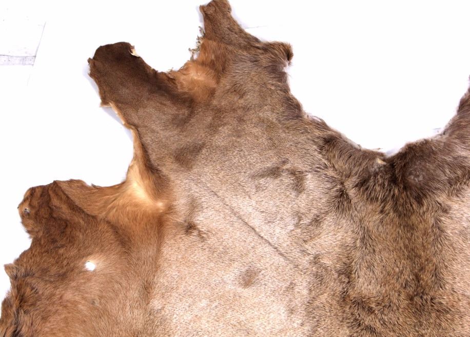 Montana Tanned Elk Hide