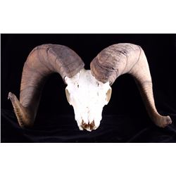 Trophy Rocky Mountain Bighorn Sheep Skull w/ Horns