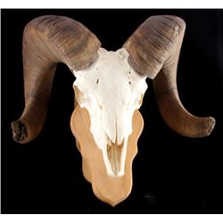 Trophy Rocky Mountain Bighorn Sheep Skull w/ Horns
