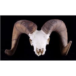 Trophy Rocky Mountain Bighorn Sheep Skull w/ Horns