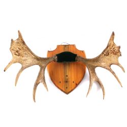Idaho Moose Antler Mount