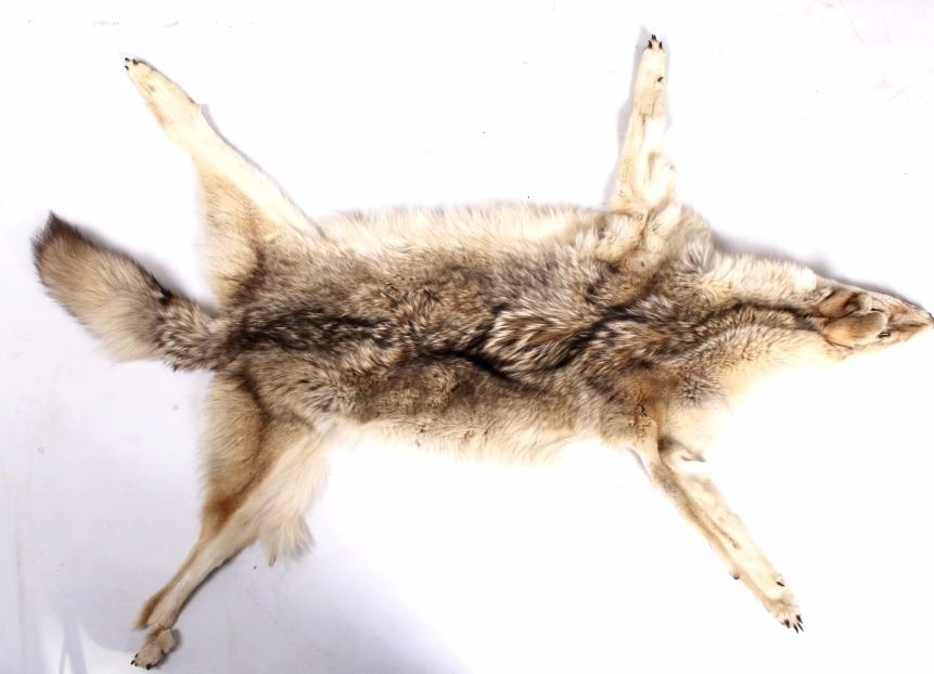 Montana Tanned Coyote Hides