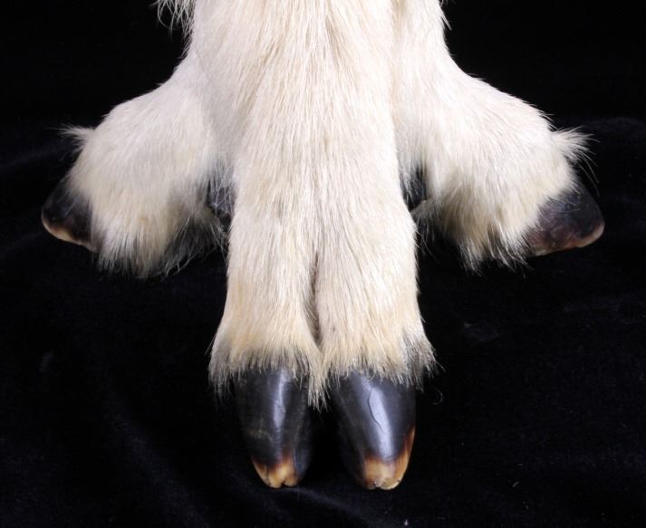 Mountain Goat Foot Lamp