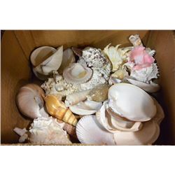 TRAY OF SEASHELLS