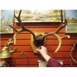 AUTHENTIC DEER ANTLERS - MOUNTED ON PLAQUE 4 POINT 16"