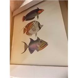PRINT - 3 FISH - PRINTED IN ITALY
