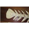 Image 3 : Qty 2 Carved Hardwood Fish Skeleton - Light Wash (flat back) 11"X39" & 13"X40"