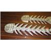 Image 3 : Qty 2 Carved Hardwood Fish Skeleton - one spike chipped off. 67" & 40"