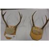 Image 1 : TWO SETS OF ANTLERS