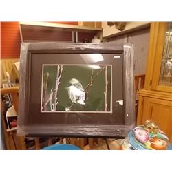 FRAMED PRINT - OWL - KEITH FOCANK - ESTIMATED GALLERY PRICE $525