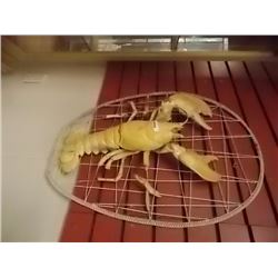 LOBSTER SHELL FRAMED ON ROPE- AS IS