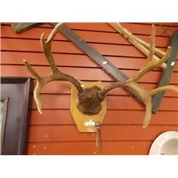 AUTHENTIC DEER ANTLERS - MOUNTED ON PLAQUE 4 POINT 16"