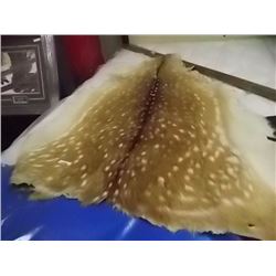 AUTHENTIC DEER PELT 48"x36"