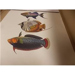 PRINT - 3 FISH - PRINTED IN ITALY