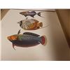 Image 1 : PRINT - 3 FISH - PRINTED IN ITALY