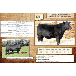 Lot 2 - Flying N Barricade 6009