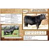 Image 1 : Lot 2 - Flying N Barricade 6009