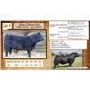 Image 1 : Lot 3 - Flying N Barrier 6014