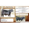 Image 1 : Lot 6 - Flying N Bandit 6022
