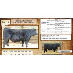 Lot 14 - Flying N Bailiff 6039