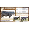 Image 1 : Lot 17 - Flying N Border 6042