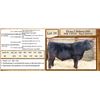 Image 1 : Lot 26 - Flying N Bullseye 6060