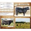 Image 1 : Lot 29 - Flying N Beretta 6067