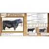 Image 1 : Lot 33 - Flying N Barbarian 6077