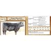Image 1 : Lot 34 - Flying N Baron 6078