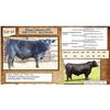 Image 1 : Lot 42 - Flying N Bounty 6091
