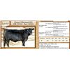 Image 1 : Lot 43 - Flying N Blackmail 6092
