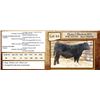 Image 1 : Lot 44 - Flying N Blackout 6093