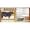 Image 1 : Lot 45 - Flying N Blacksmith 6096