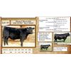 Image 1 : Lot 49 - Flying N Brave 6101