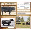 Image 1 : Lot 52 - Flying N Bachelor 6104