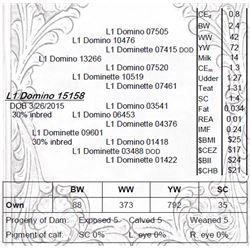 Lot 15158 - L1 Domino 15158