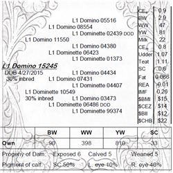 Lot 15245 - L1 Domino 15245