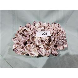 LARGE PIECE OF CORAL